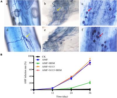 Frontiers | Combined Bioremediation Of Bensulfuron-Methyl Contaminated ...